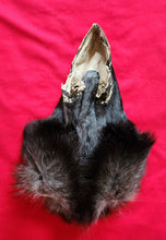 Load image into Gallery viewer, Black Wolf Head - Taxidermy Quality - WLF1117
