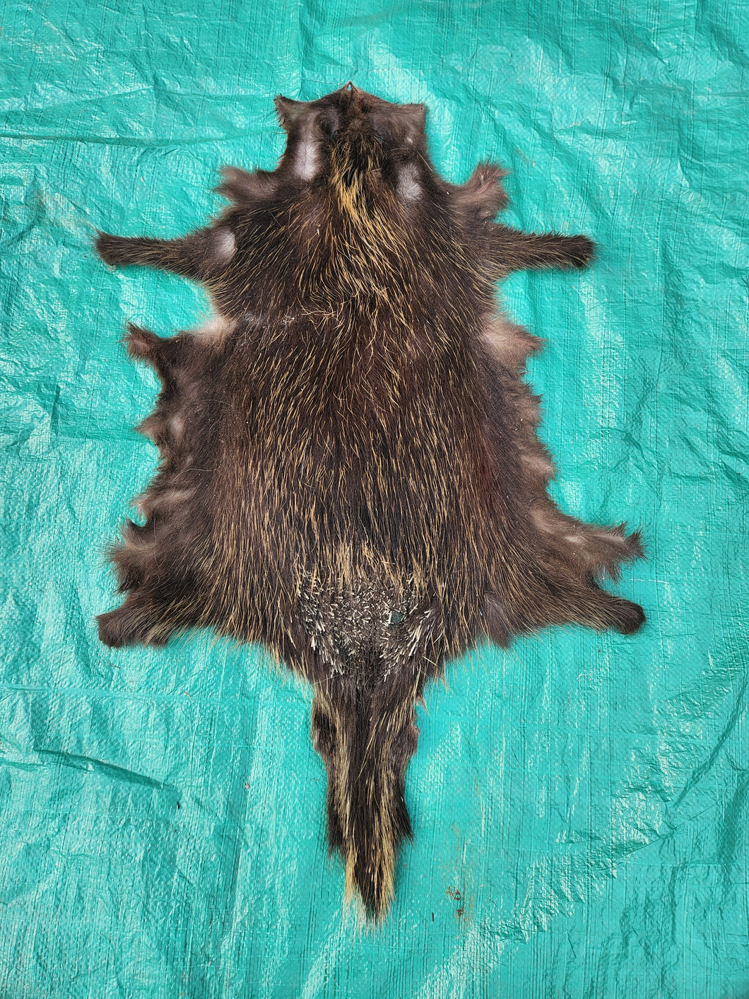 Porcupine Hide - PKY1012