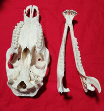 Load image into Gallery viewer, Large Cow Elk Skull - CES1007
