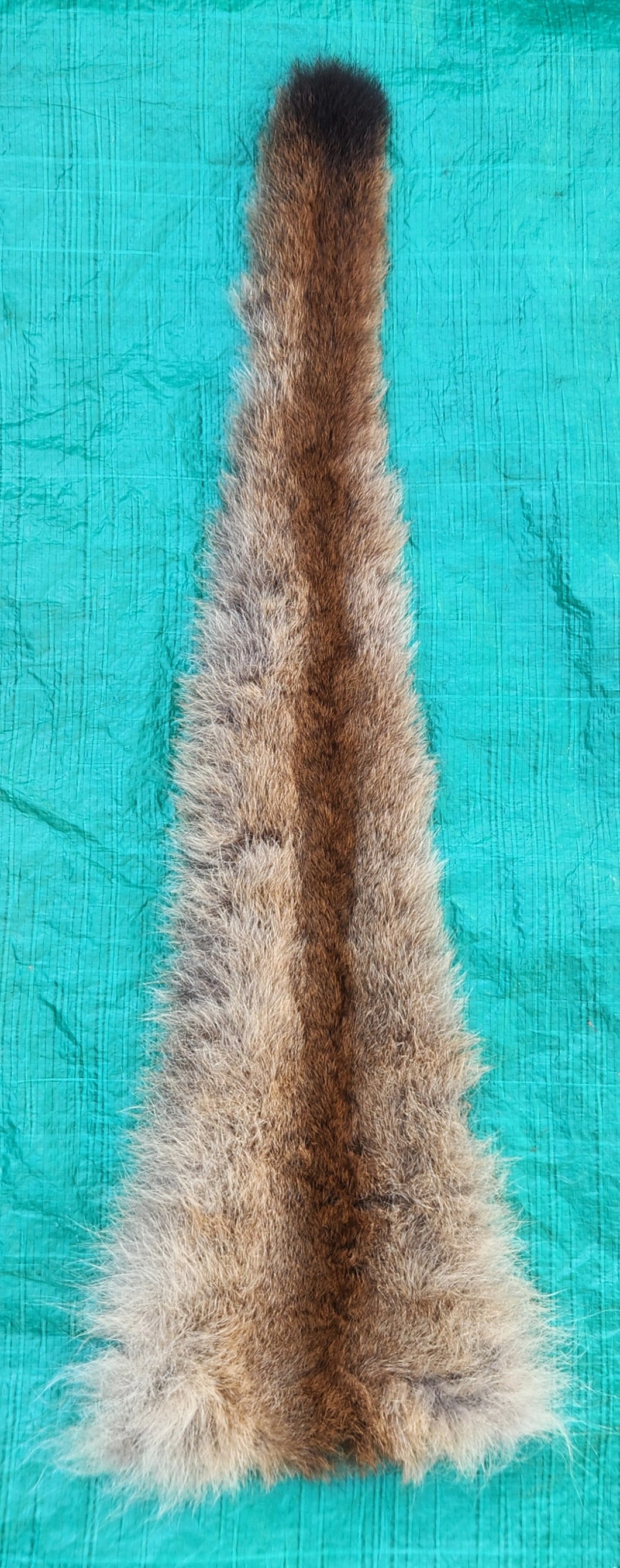 Mountain Lion Tail - XXL