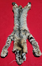 Load image into Gallery viewer, Idaho Bobcat - Taxidermy Quality - BCH1018
