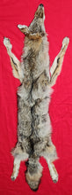 Load image into Gallery viewer, Coyote - Taxidermy Quality - COY1031
