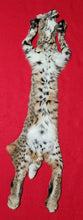 Load image into Gallery viewer, Idaho Tom Bobcat - Taxidermy Quality - BCH1017

