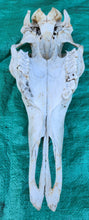 Load image into Gallery viewer, Bull Moose Skull - Nature Cleaned - CMS1002
