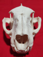 Load image into Gallery viewer, XXXL Cougar Skull - MLS1025
