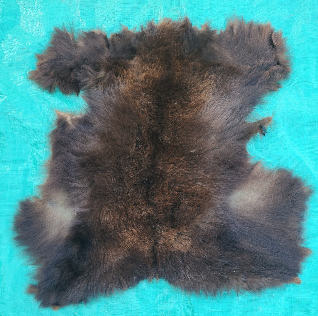 Black Bear Hide - Chocolate Color
