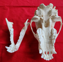 Load image into Gallery viewer, XS Black Bear Skull - SUBADULT - BBS1022
