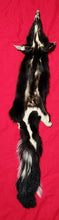 Load image into Gallery viewer, XL Skunk Hide - HAS FEET AND CLAWS - SNK1009
