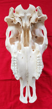 Load image into Gallery viewer, Beef (Cow) Skull - BES1006
