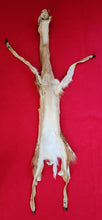 Load image into Gallery viewer, White-Tail Deer Hide - FAWN - Taxidermy Quality
