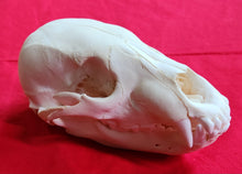 Load image into Gallery viewer, XS Black Bear Skull - SUBADULT - BBS1022

