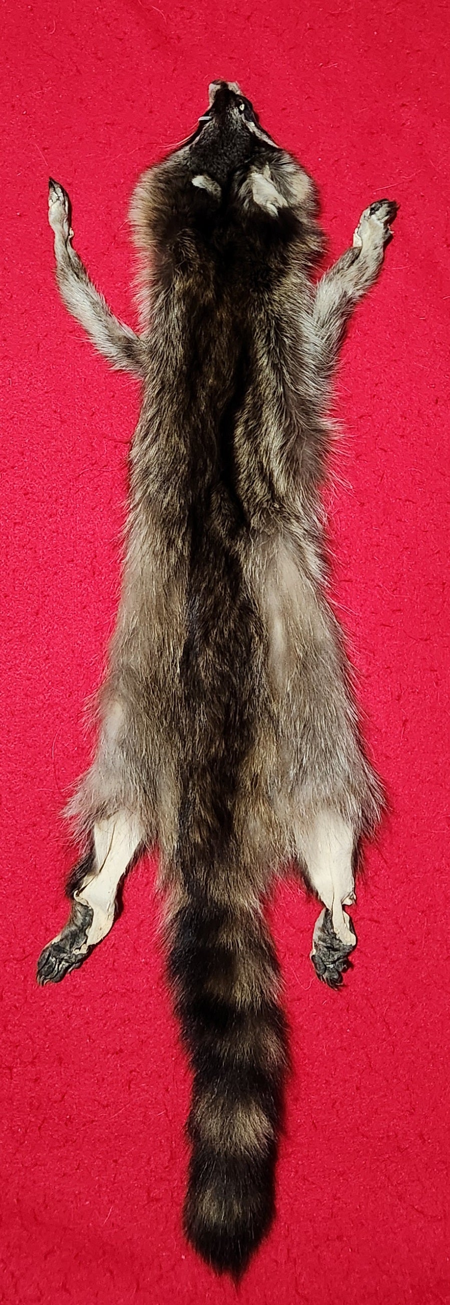 Large Raccoon - HAS FEET AND CLAWS - RAC1019 – THE IDAHO FUR SHACK