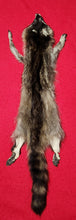 Load image into Gallery viewer, Large Raccoon - HAS FEET AND CLAWS - RAC1019
