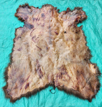 Load image into Gallery viewer, Black Bear Hide - Chocolate Color
