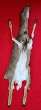 Load image into Gallery viewer, White-Tail Deer Hide - Taxidermy Quality - DOE - WTD1011
