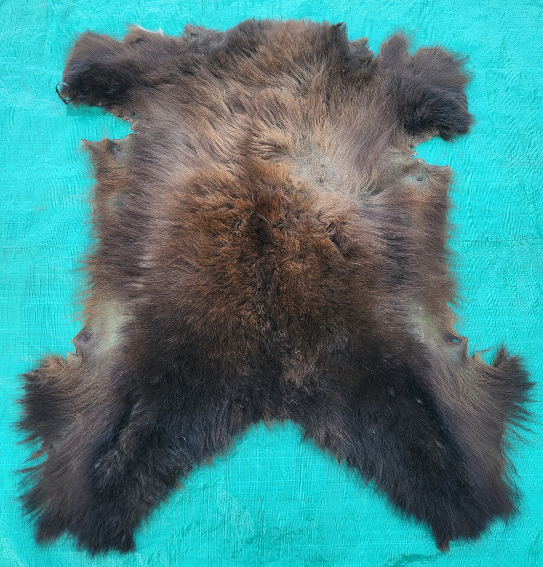 Black Bear Hide - Chocolate Color