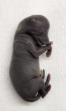 Load image into Gallery viewer, Coyote Embryos

