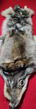Load image into Gallery viewer, North Idaho Wolf Hide - Taxidermy Quality - WLF1095
