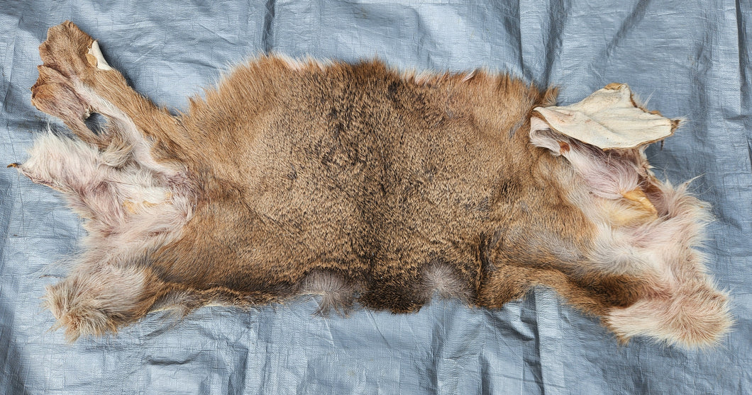 Whitetail Deer Hide - Piece