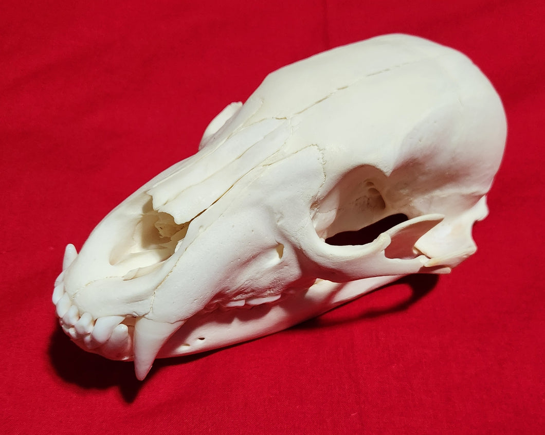 Small Black Bear Skull - BBS1024