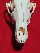 Load image into Gallery viewer, XXXL Coyote Skull - CYS1009
