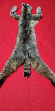 Load image into Gallery viewer, Idaho Female Bobcat - Taxidermy Quality - BCH1012
