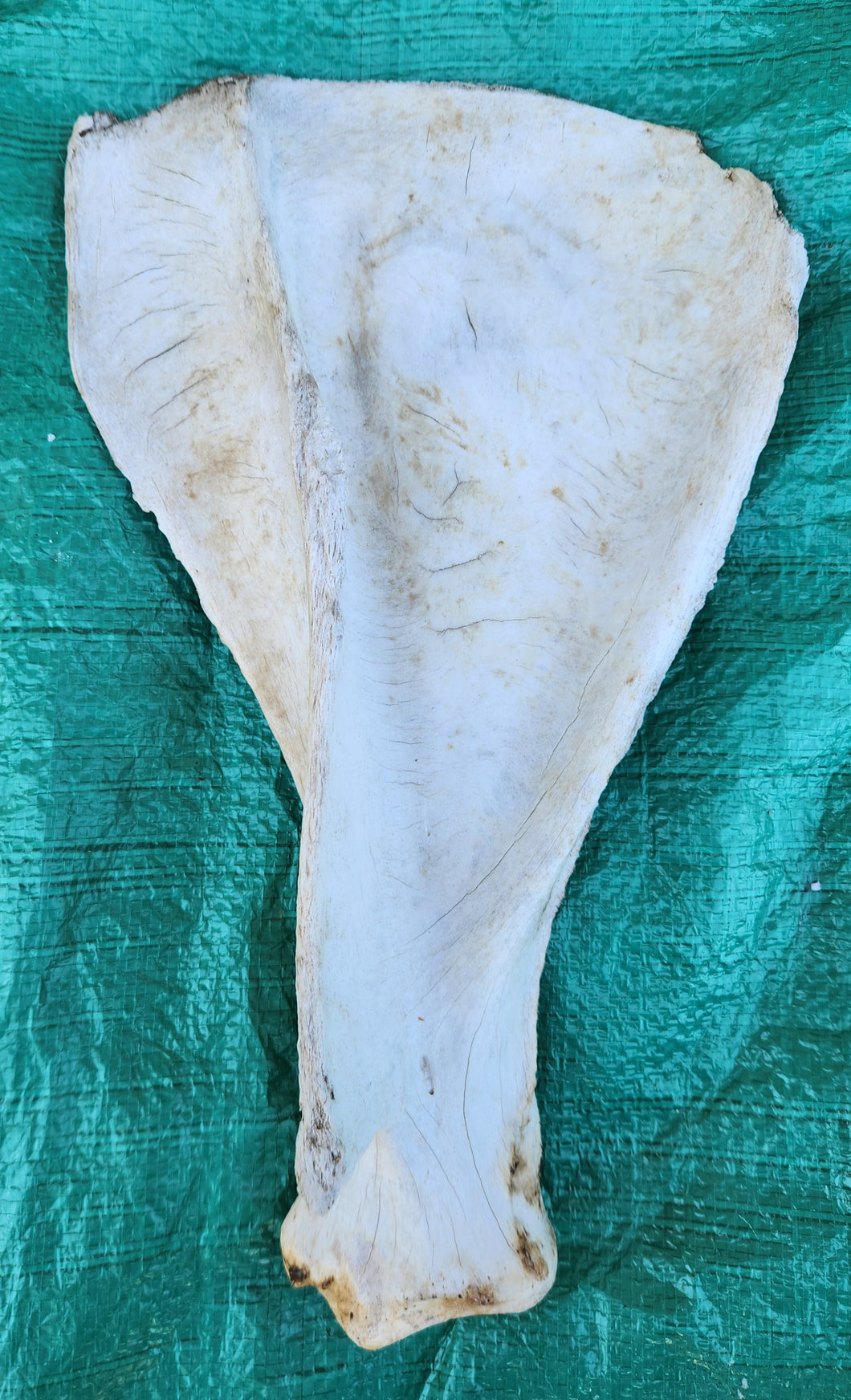 Moose Scapulas - Shoulder Blades