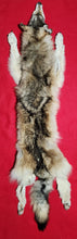 Load image into Gallery viewer, Idaho Wolf Hide - Taxidermy Quality - WLF1106
