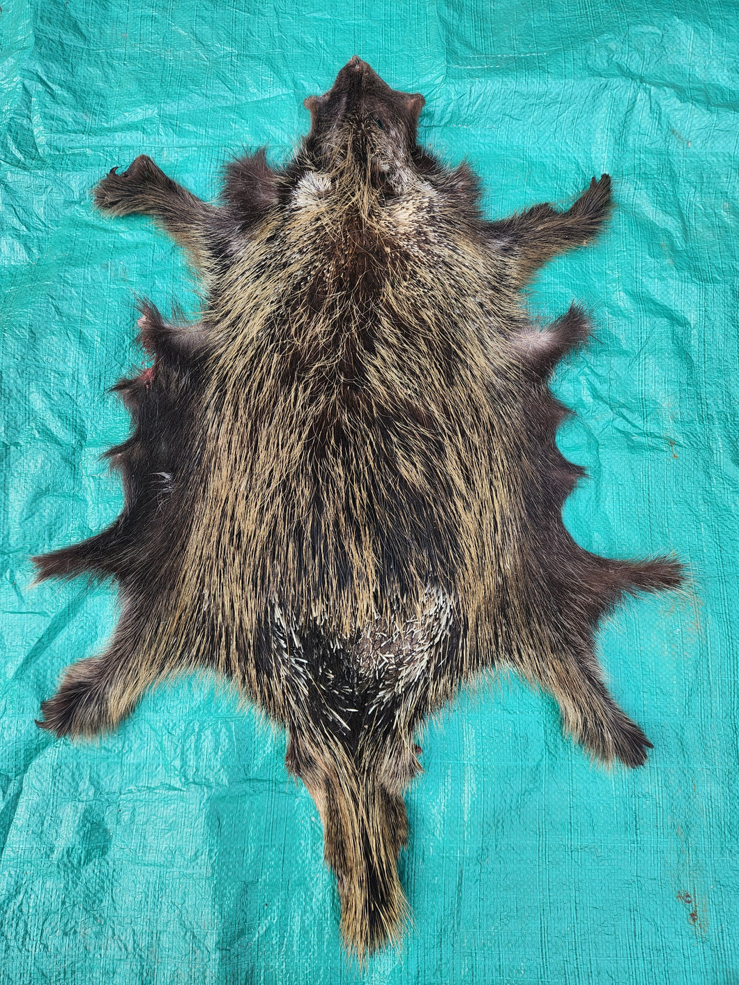 Porcupine Hide - PKY1004
