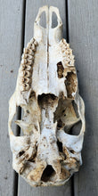 Load image into Gallery viewer, Cow Elk Skull - Nature Cleaned - CES1008

