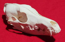 Load image into Gallery viewer, XXXL Coyote Skull - CYS1009
