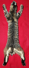 Load image into Gallery viewer, Idaho Female Bobcat - Taxidermy Quality - BCH1011
