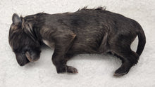 Load image into Gallery viewer, Coyote Pups - Wet Specimens
