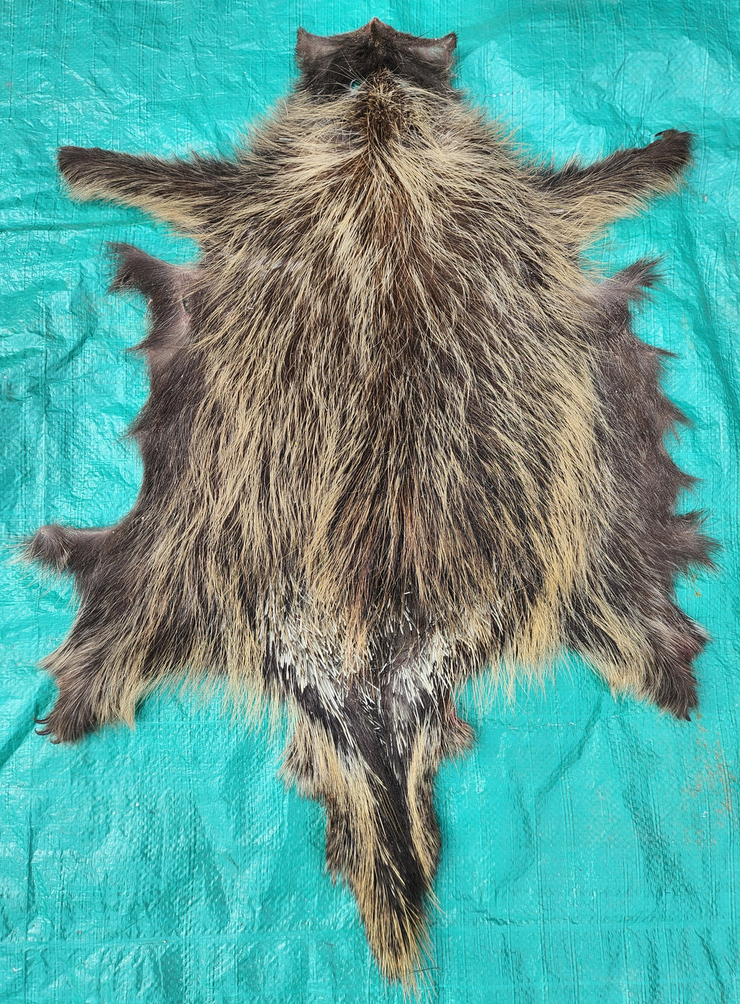 Porcupine Hide - PKY1010