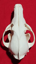 Load image into Gallery viewer, XL Coyote Skull - CYS1010
