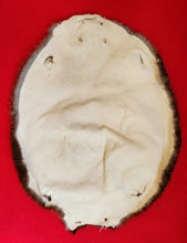 Load image into Gallery viewer, Medium Beaver BVR1033
