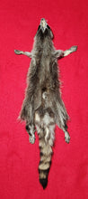 Load image into Gallery viewer, LM Raccoon Hide - HAS FEET AND CLAWS - RAC1016
