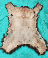 Load image into Gallery viewer, Black Bear Hide - Chocolate Color
