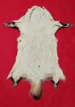 Load image into Gallery viewer, Medium Badger - HAS FEET AND CLAWS - BDG1004
