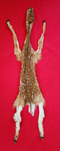 Load image into Gallery viewer, White-Tail Deer Hide - FAWN - Hooves Attached
