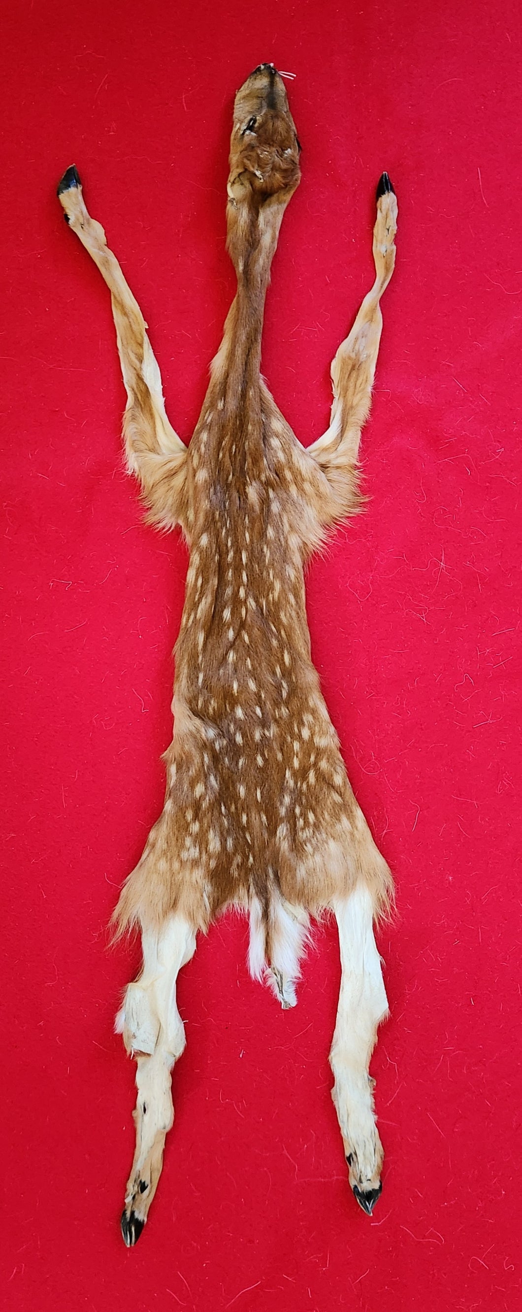 White-Tail Deer Hide - FAWN - Hooves Attached