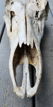 Load image into Gallery viewer, Cow Elk Skull - Nature Cleaned - CES1008
