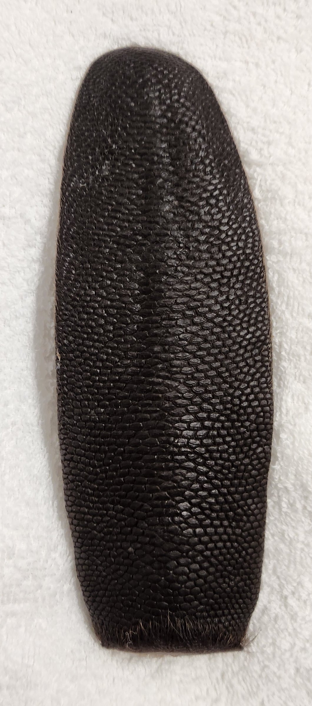Beaver Tail - Wet Specimen