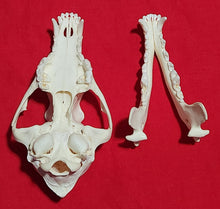 Load image into Gallery viewer, LM Coyote Skull - CYS1012
