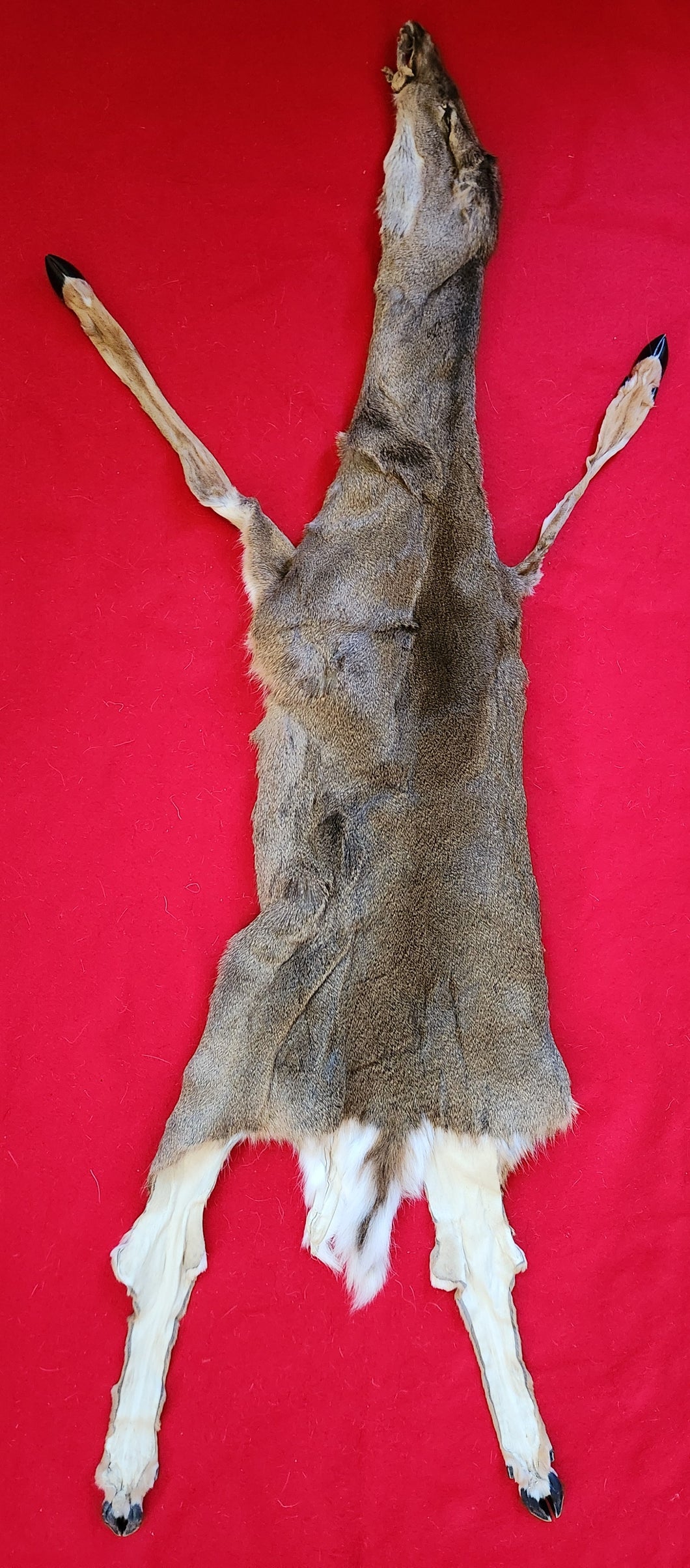 White-Tail Deer Hide - Taxidermy Quality - DOE - WTD1011