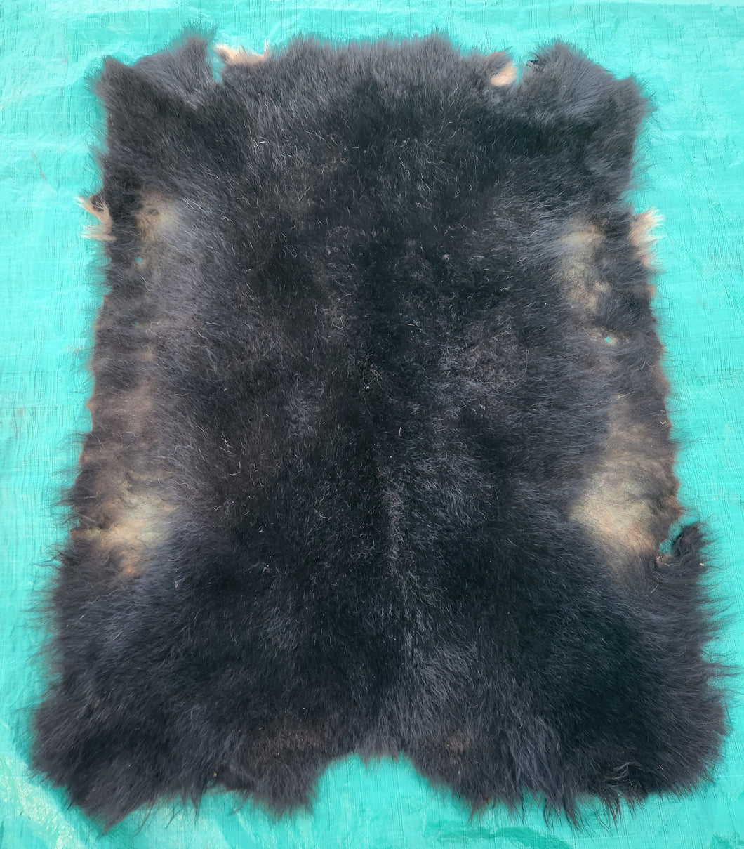 Black Bear Hide