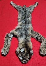 Load image into Gallery viewer, Idaho Female Bobcat - Taxidermy Quality - BCH1012
