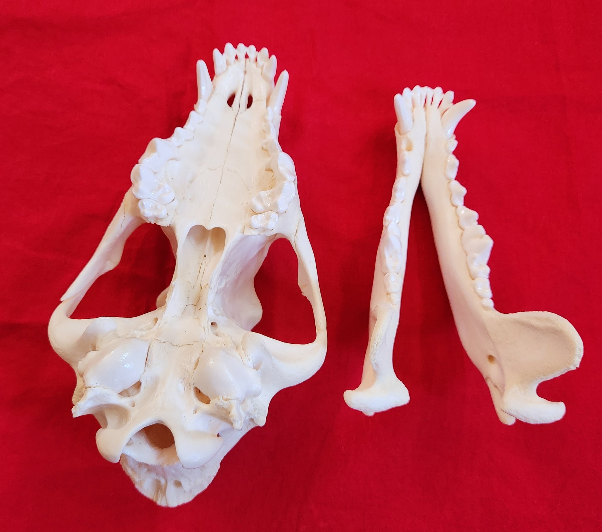 Large Wolf Skull - WLS1008 – THE IDAHO FUR SHACK