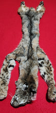 Load image into Gallery viewer, Idaho Tom Bobcat - Taxidermy Quality - BCH1016

