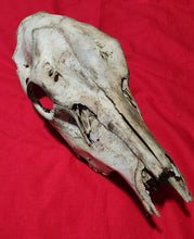 Load image into Gallery viewer, Cow Elk Skull - Nature Cleaned - CES1009
